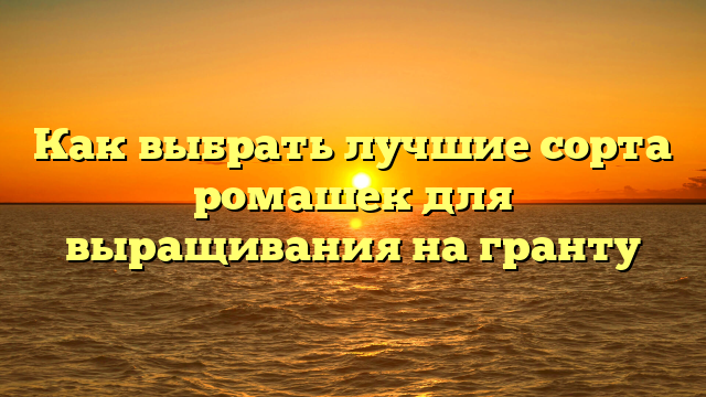 Как выбрать лучшие сорта ромашек для выращивания на гранту